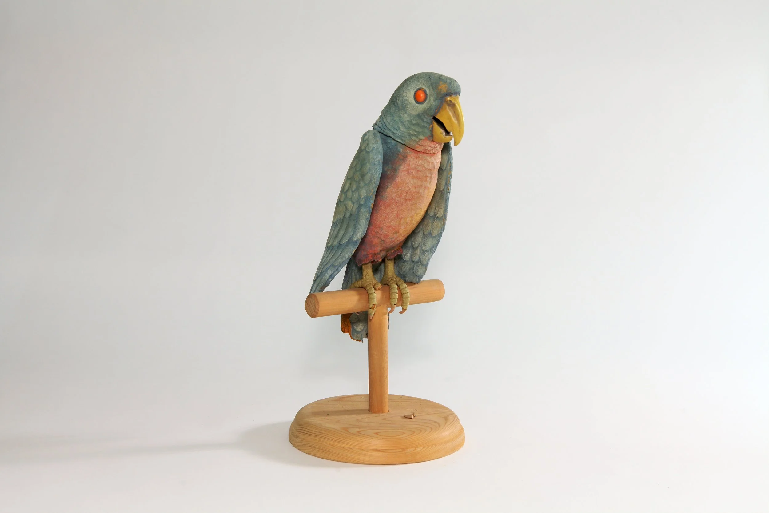 Parrot
