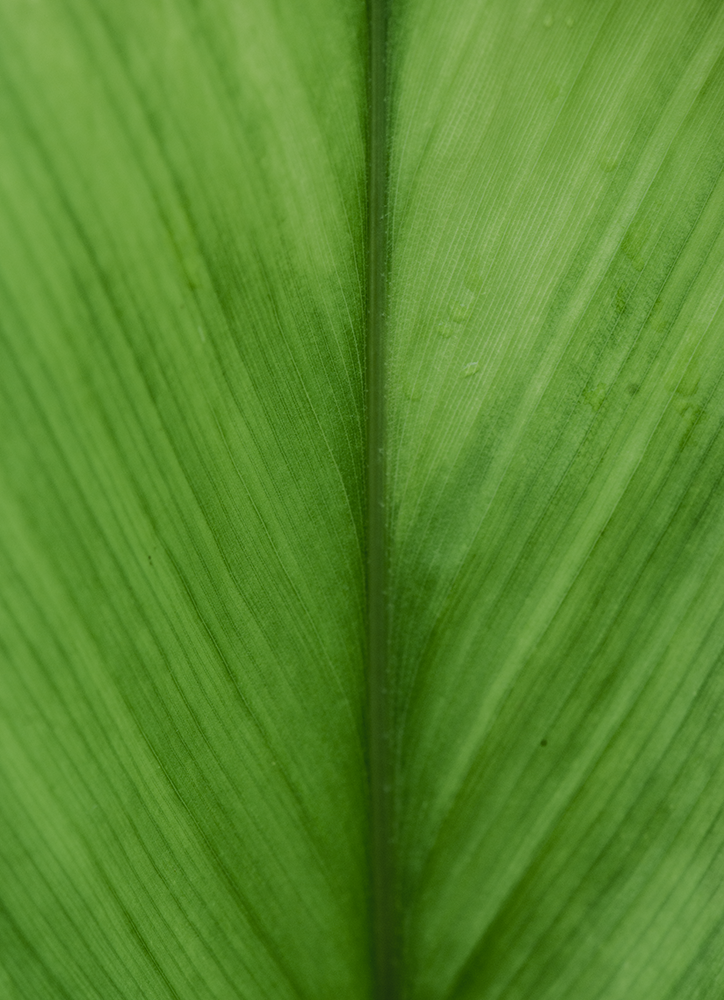 IPA PLANT SERIES 6.jpg