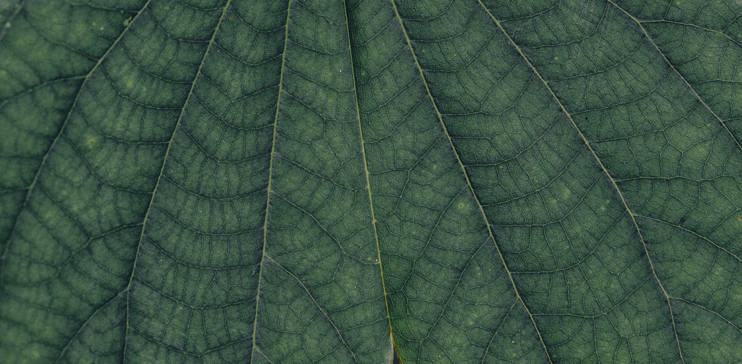 IPA PLANT SERIES 3.jpg