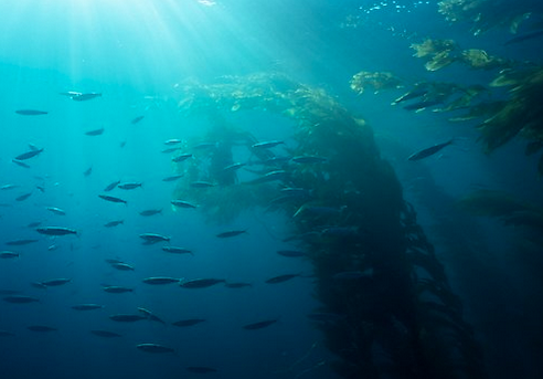 The Underwater Channel