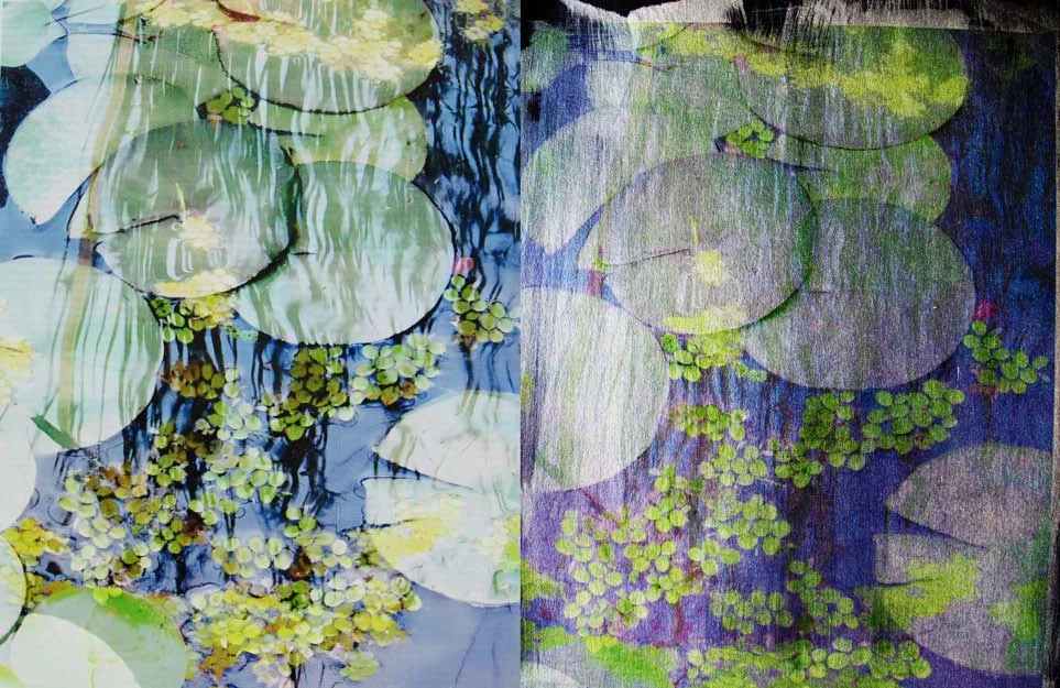 Lily Pads & Reflections