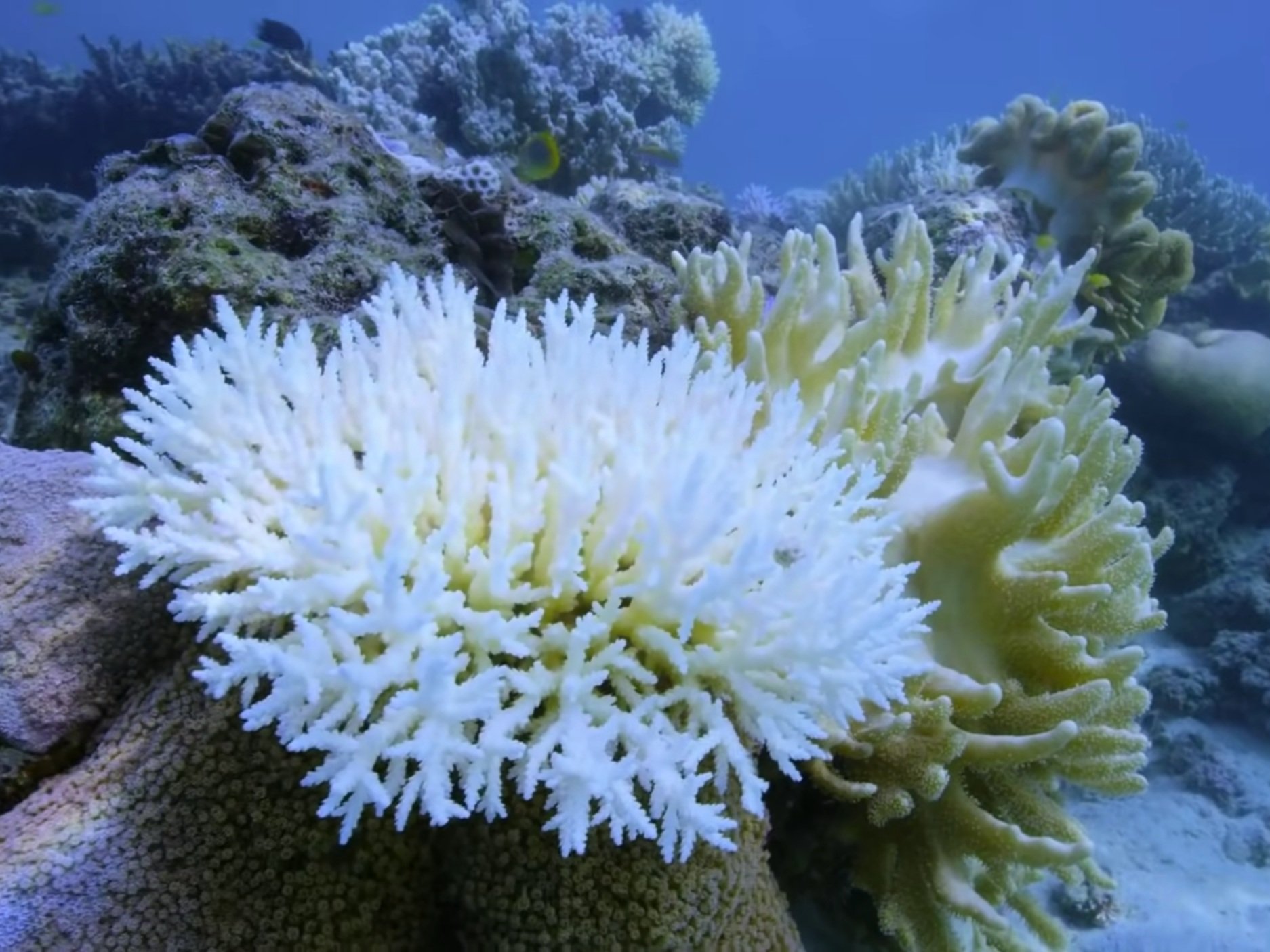 Bleached Corals, Dying Corals