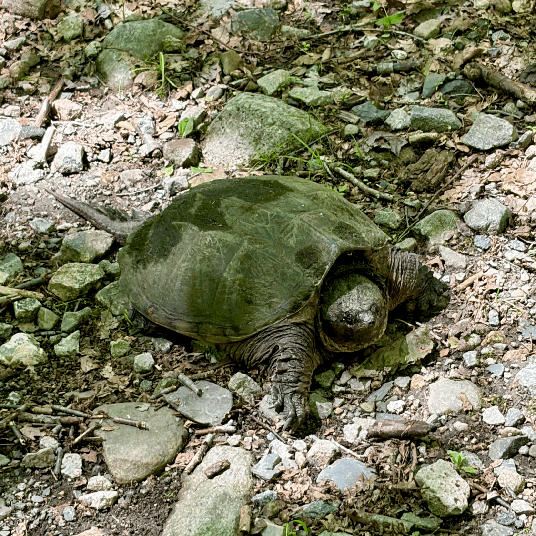 Turtles at 250 Million
