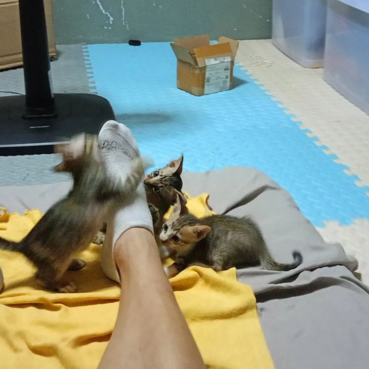 Every craftsman needs assistants &mdash; mine are small, fast, and slightly dangerous.
Living with kittens is a daily reminder that chaos and cuteness can coexist.
One day they&rsquo;ll probably eat me&hellip; but for now, we just rehearse. 😼

#hand