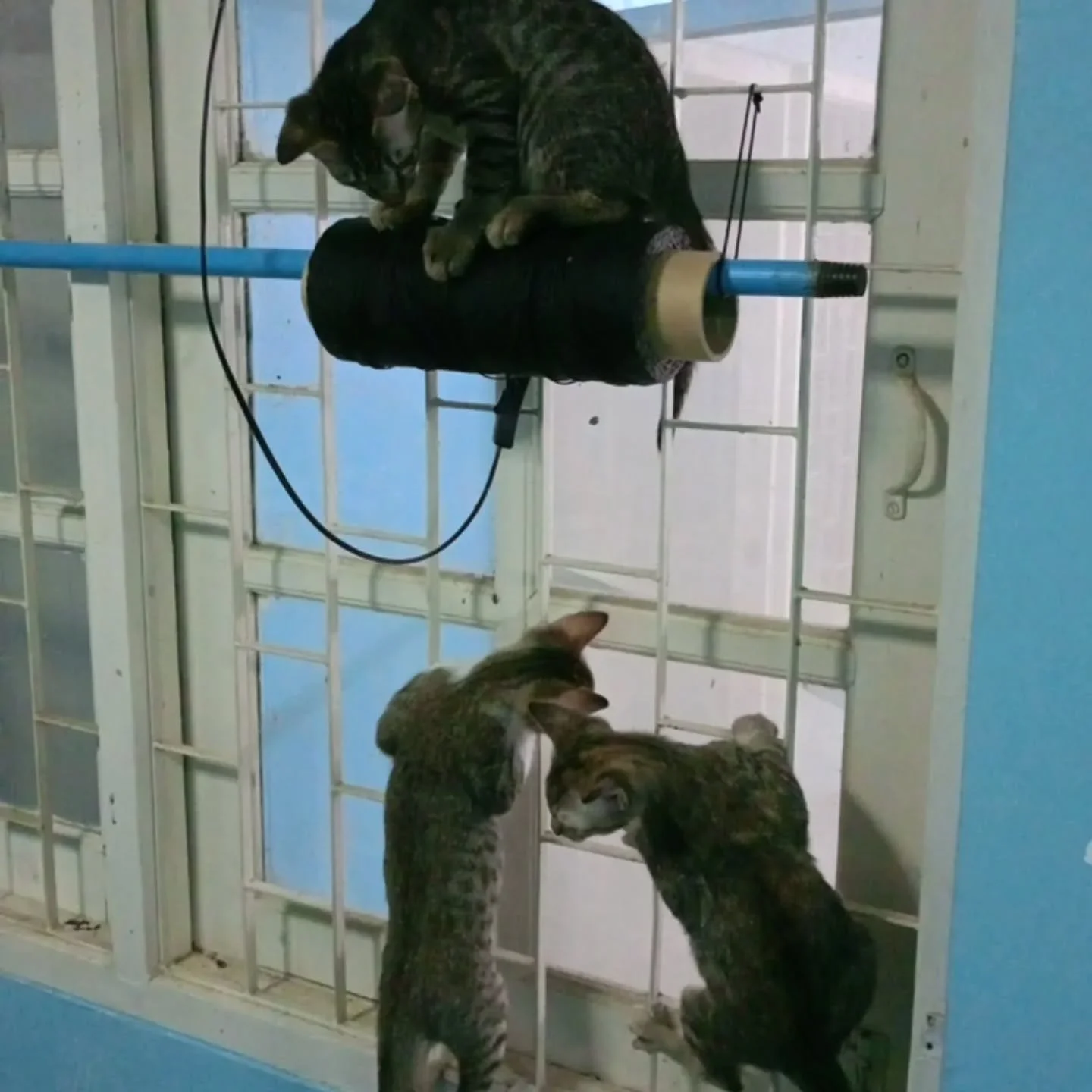 Another day, another adventure in the workshop jungle 🐾
The kittens have clearly decided that climbing gear and window rails are part of their training routine.
Meanwhile, I just hope nothing crashes to the floor this time 😅

#travelkora #koramusic