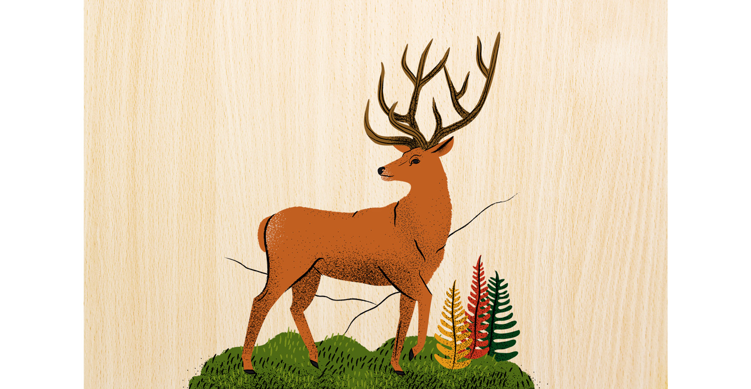 Red deer, Britain's largest wild animal and a common inhabitant of Scottish Highlands.