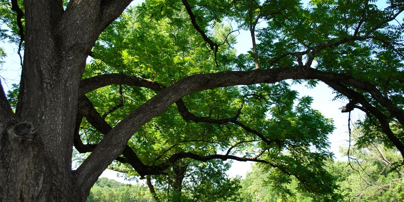 Lessons from a Killer Tree