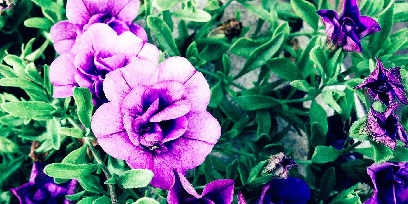 The Badge, The Man, The Son: A Tribute 