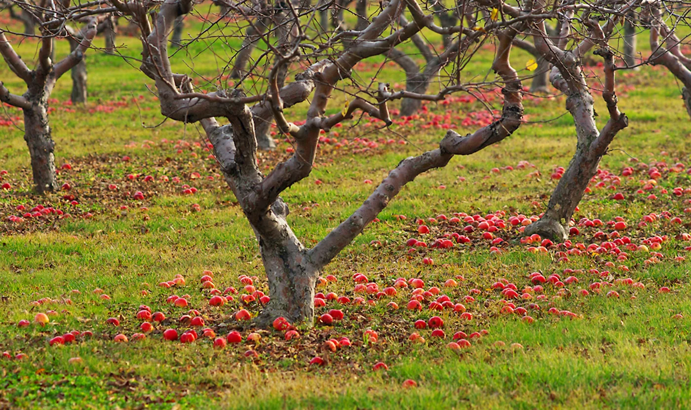 Salvaging the Windfalls
