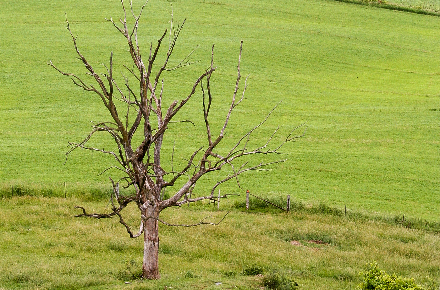 Only Healthy Things Grow