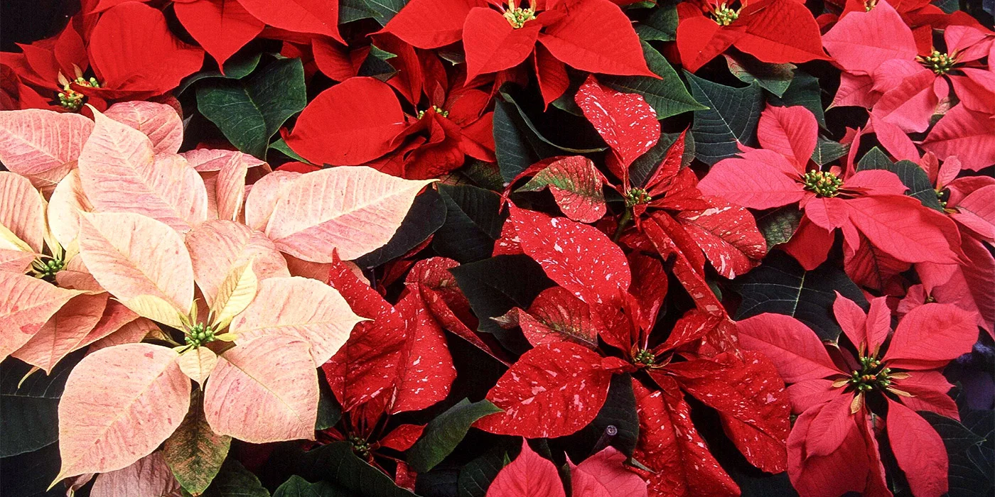 Christmas in October