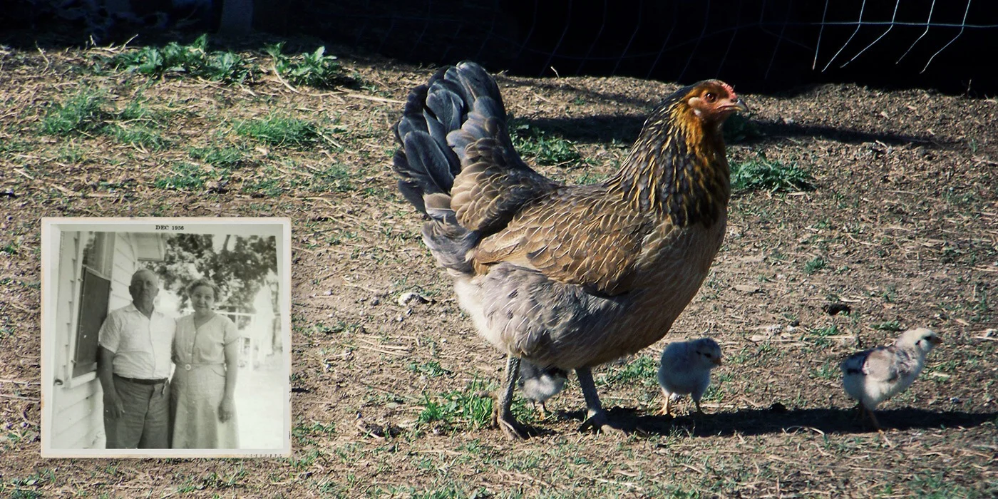 Sweet Grandma Carrie