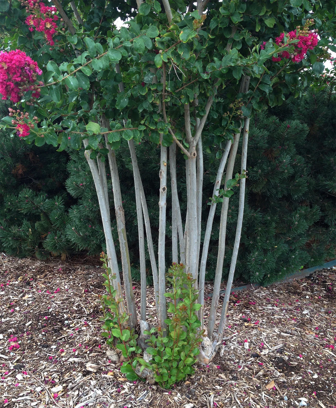 Cutting Off the Sucker Shoots