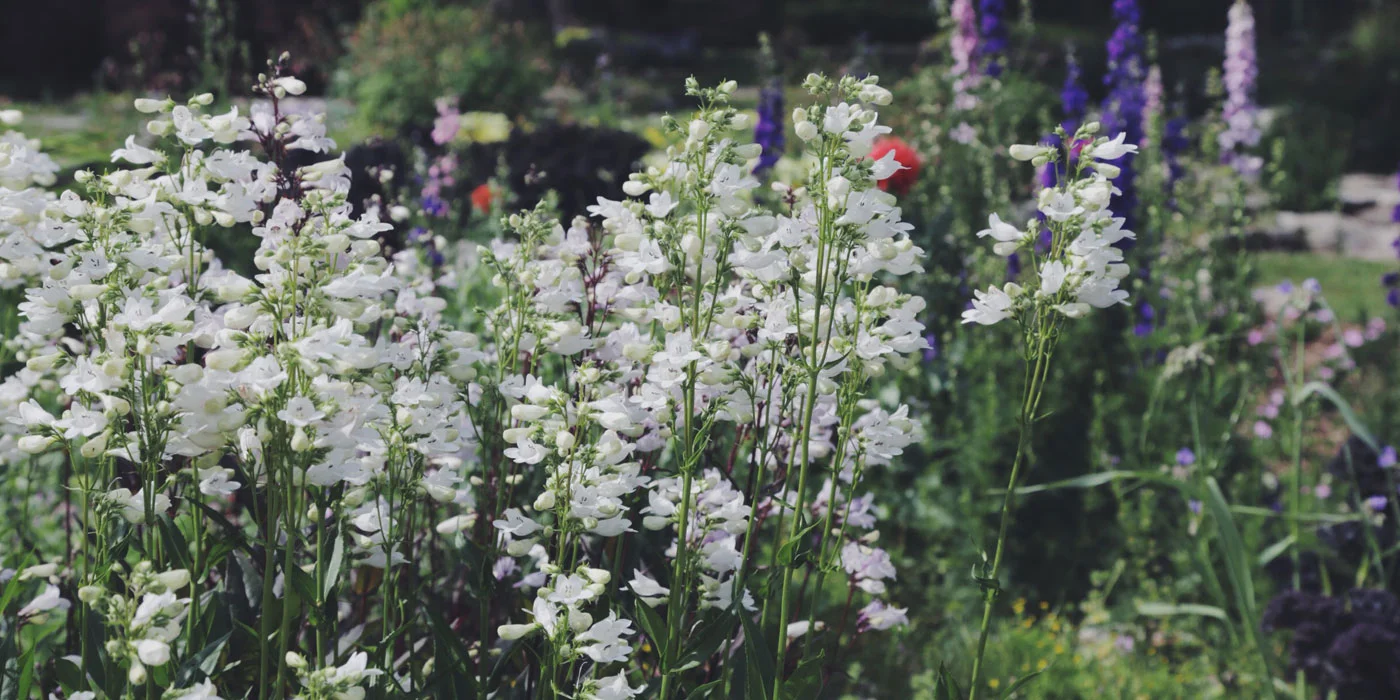 The Soil of the Heart