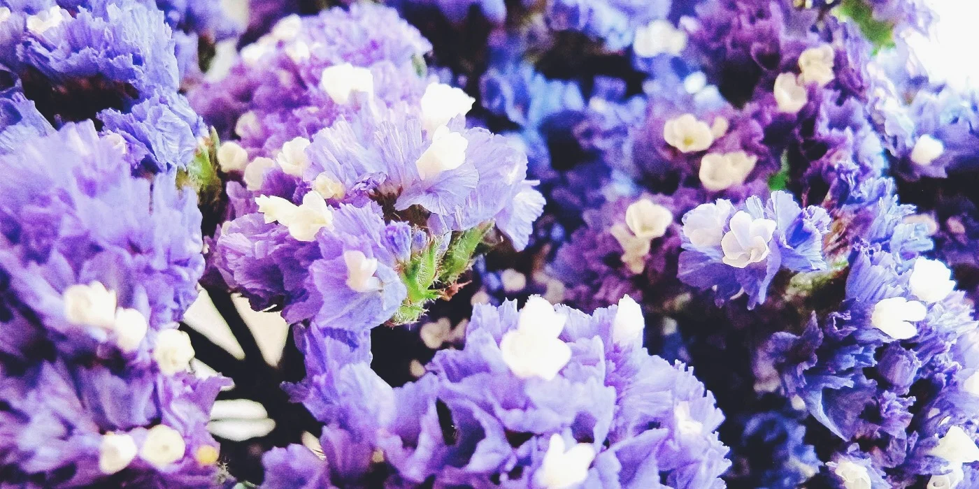 EVERYBODY’S A FLOWER