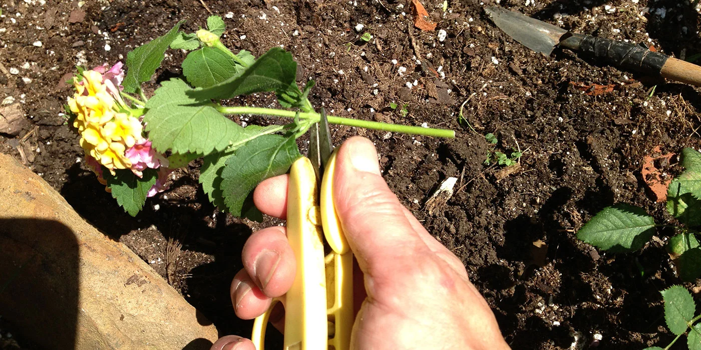 New Plants From Cuttings