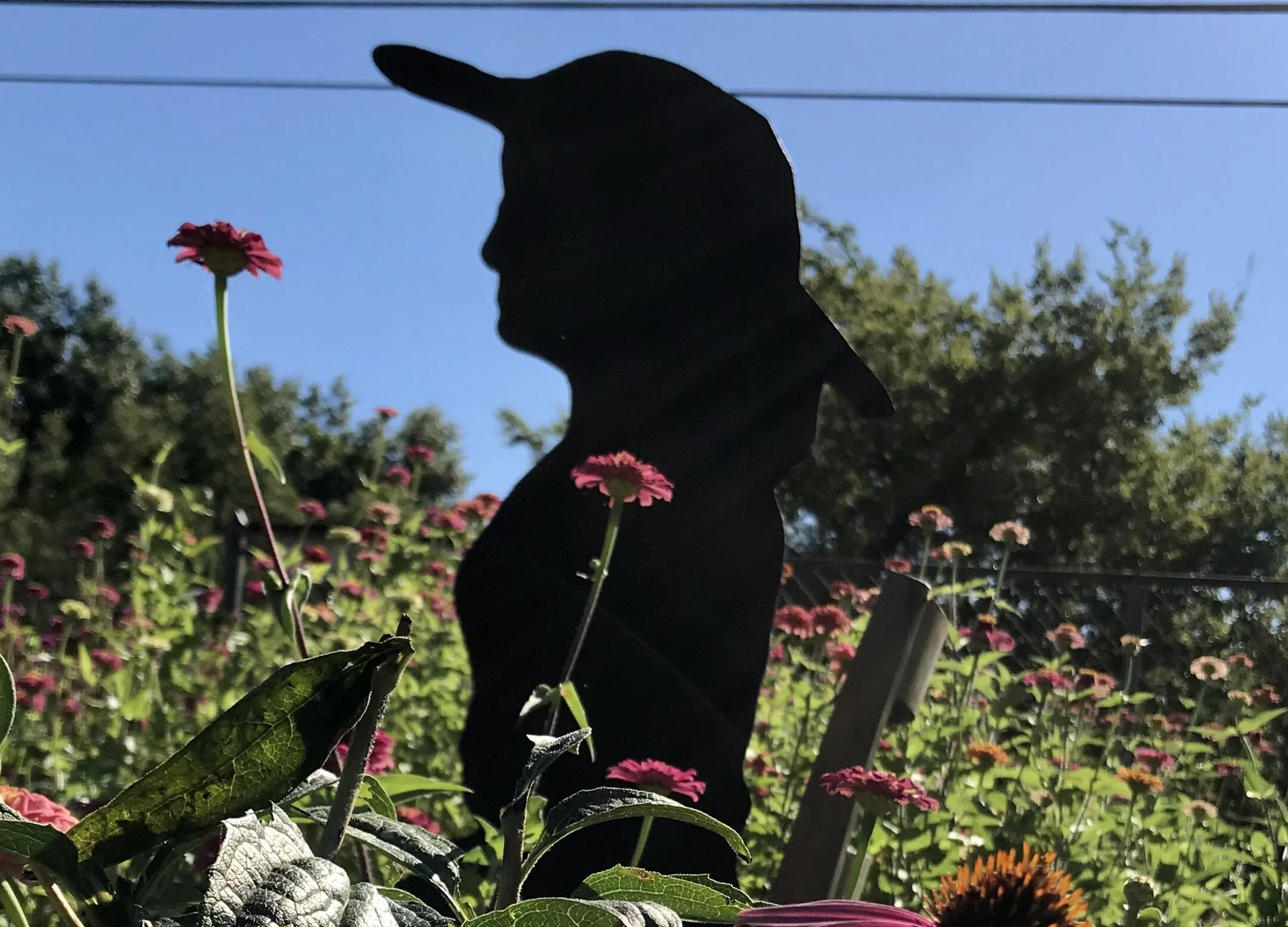 From The Shadows of Someday