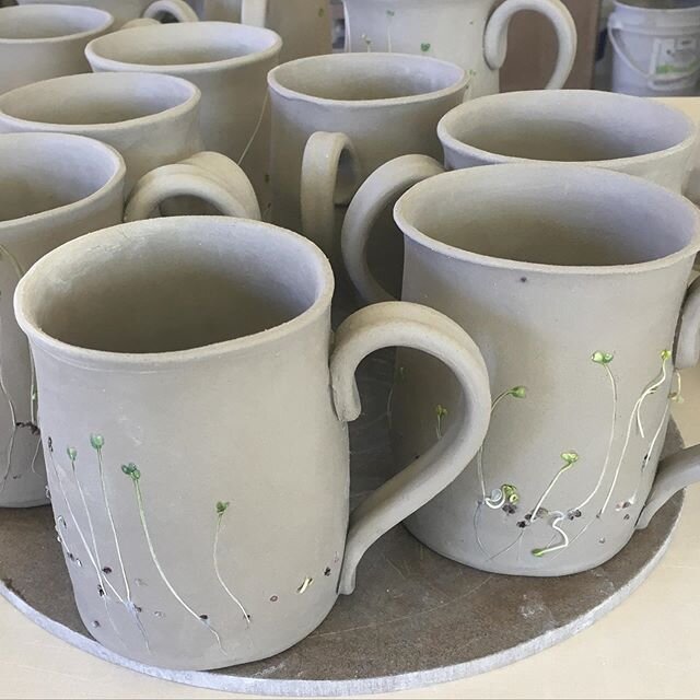 With the warmer temps I was able to finish up some more sprout mugs! April was cold and rainy and it took these broccoli seeds weeks to germinate on the clay. Once they start growing, I only have so many days to put them together before they grow off