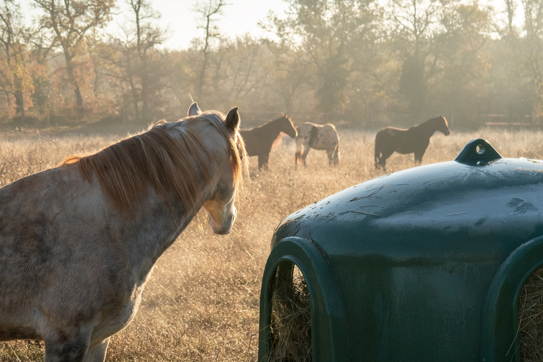 The horses of the Mas de Peyrelongue