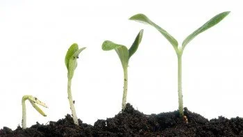 growth-business-revenue-350x197.jpg