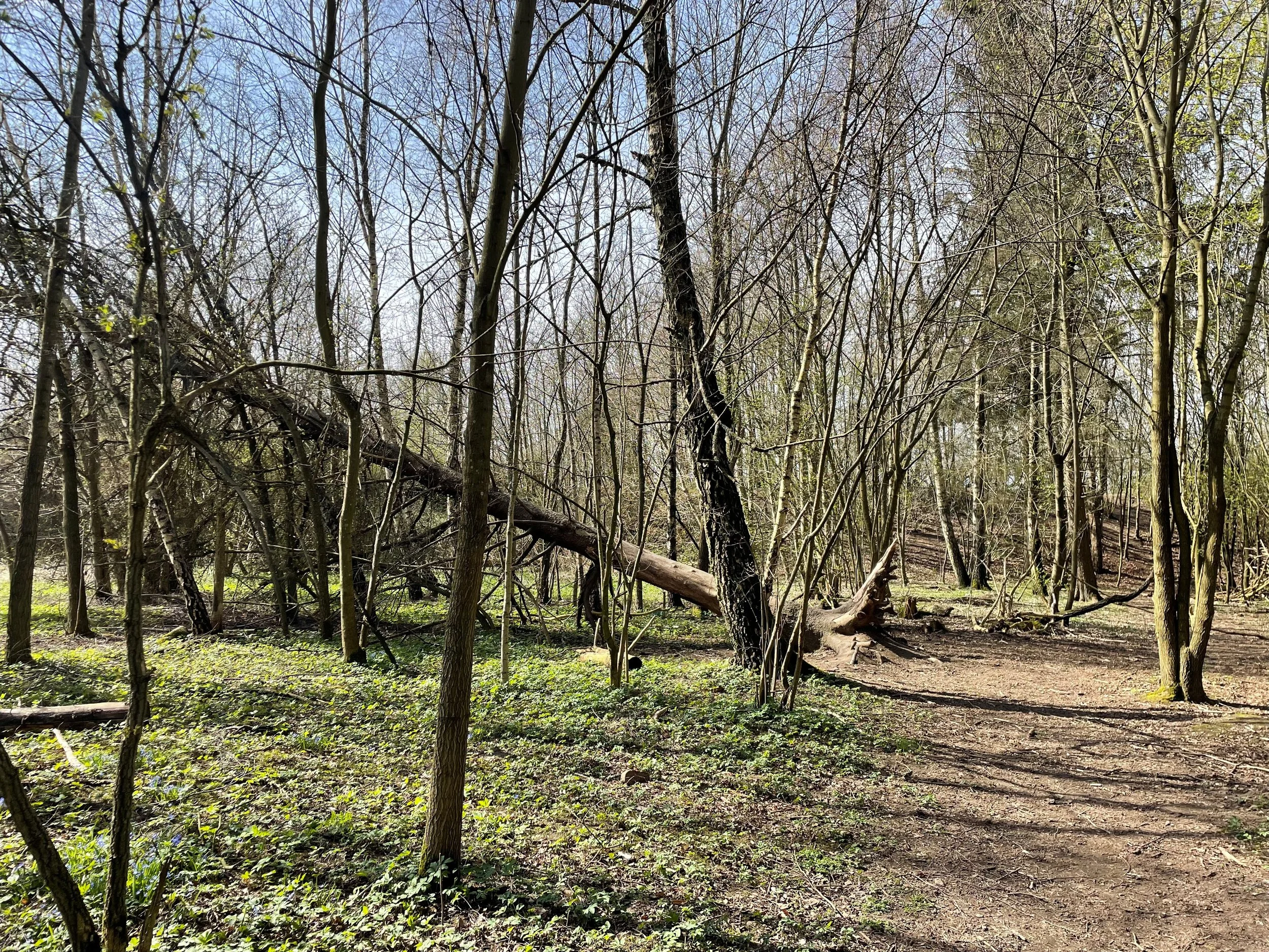 Parallelluppdrag Gestaltningsprogram för ny park i Berga trädgårdsstad, Eslöv