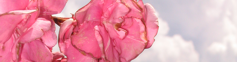 dg-hdr_pinkflowers.png