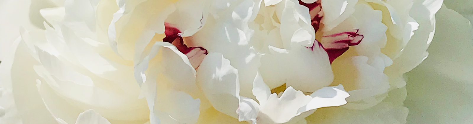 dg-hdr_peony.png