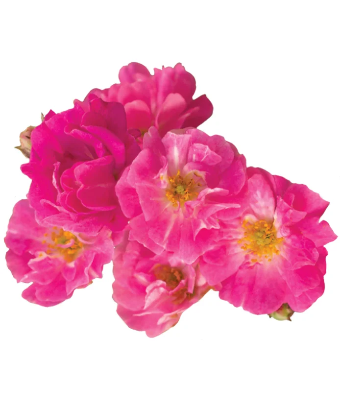 Rose Pretty Polly® Pink