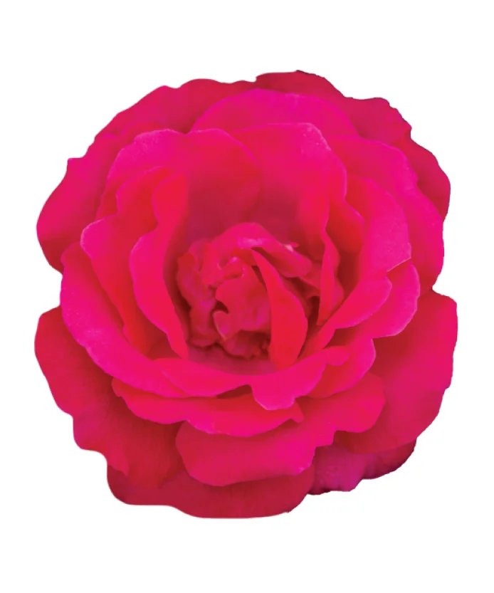 Rose Sweet Spirit™