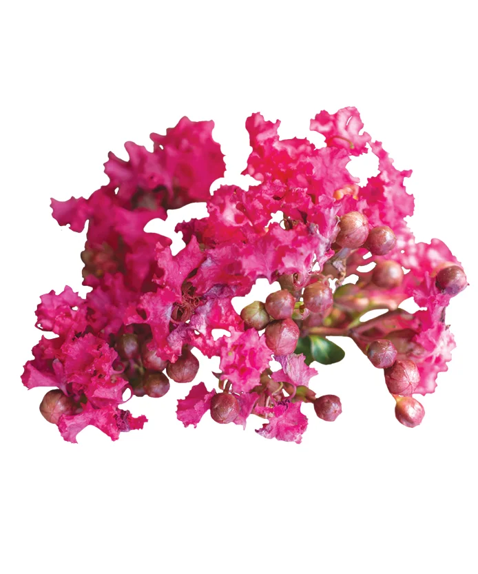 Crape Myrtle Bellini® Raspberry