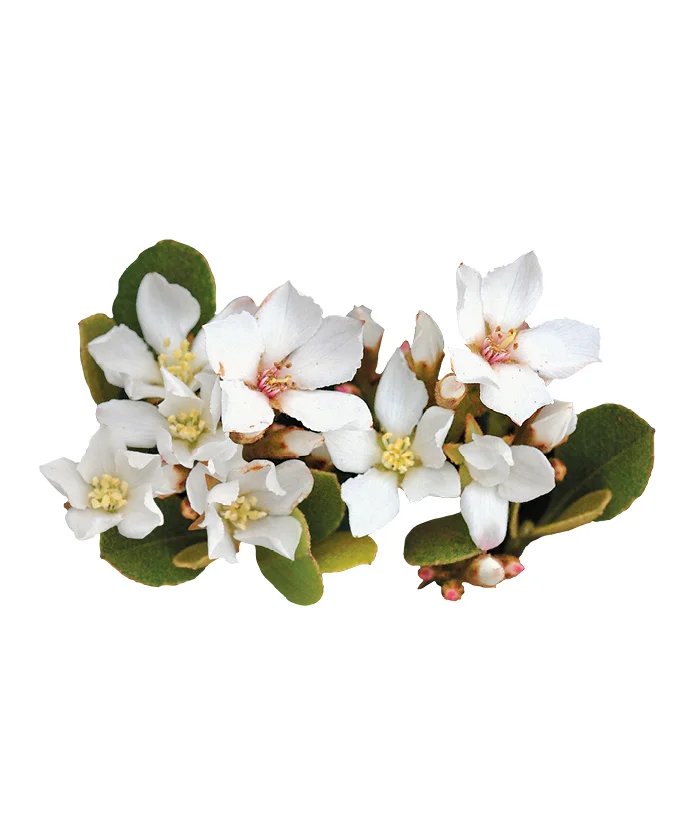 Hawthorn Oriental Pearl