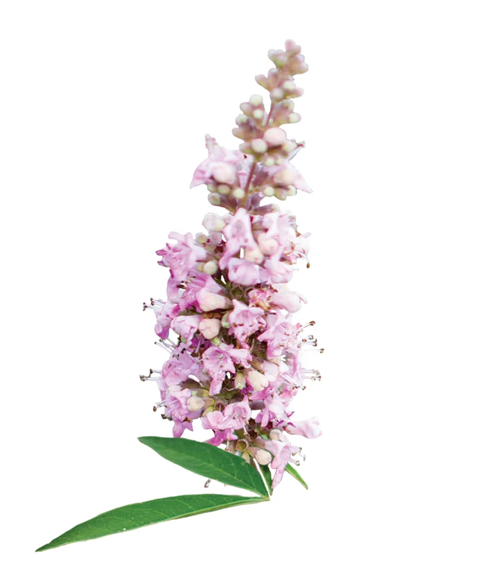 Vitex Pink Pinnacle™