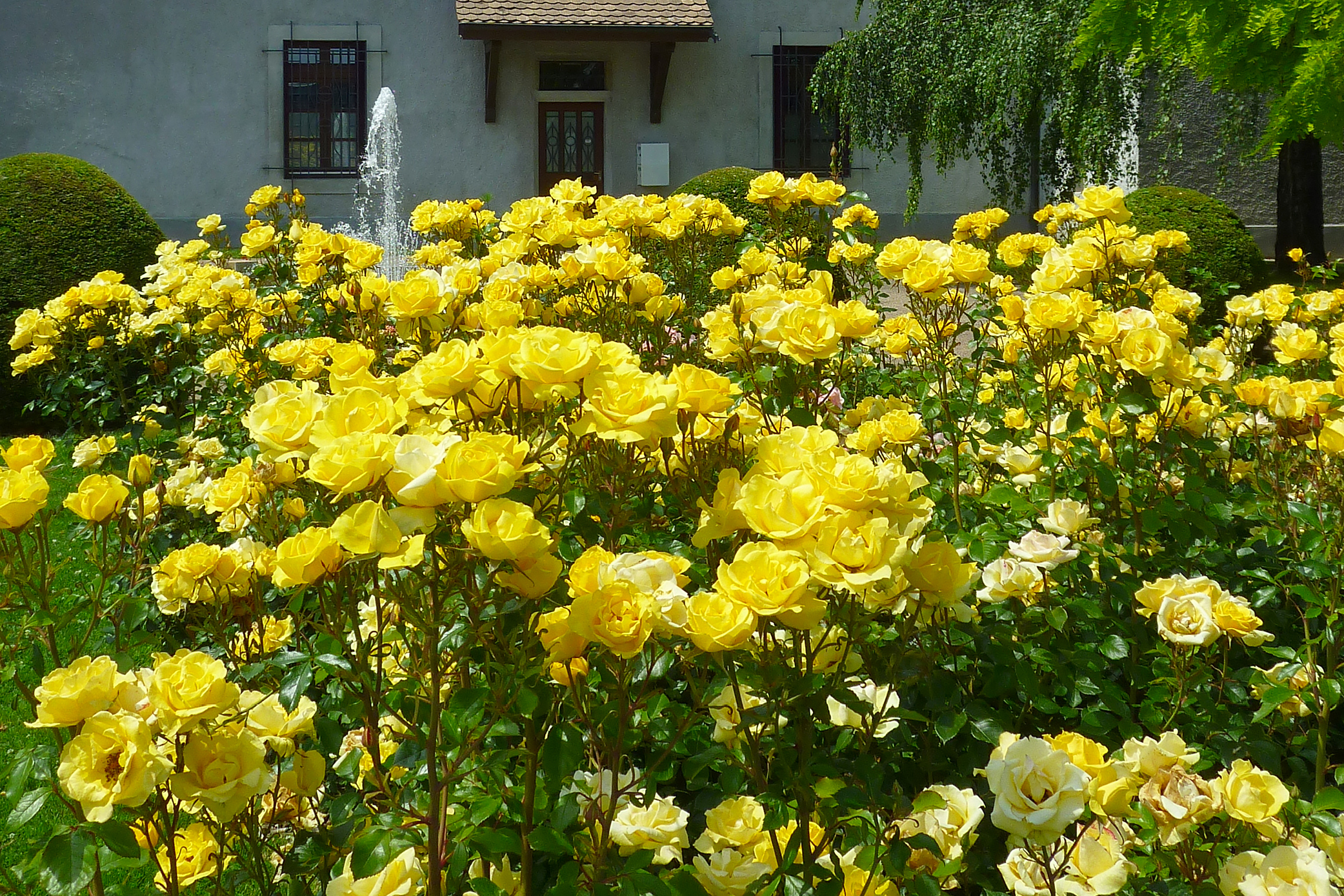 Bloomables Bloomables