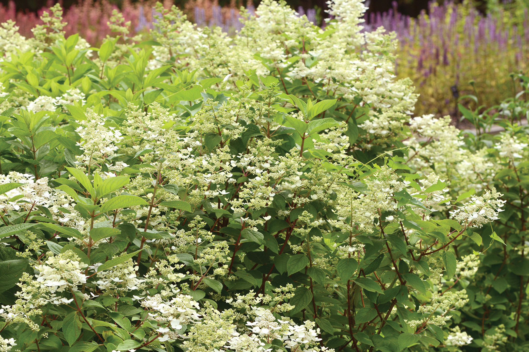 Hydrangea Fire and Ice changes colors throughout the season from cream, to pink, to deep red.