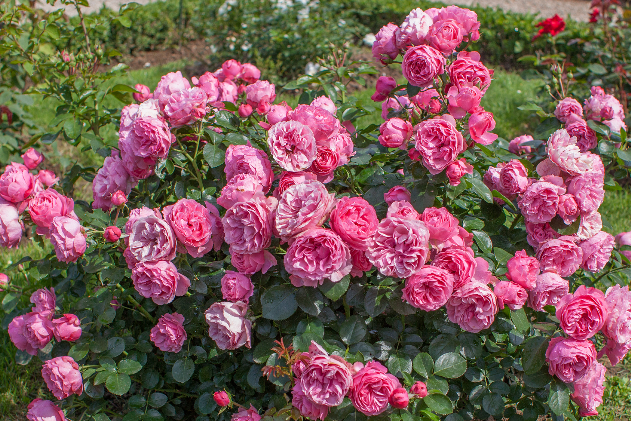 Leonardo da Vinci™ boasts large clusters of fragrant, pink flowers.