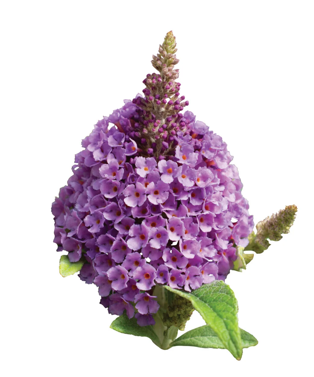 The Plants — Bloomables®