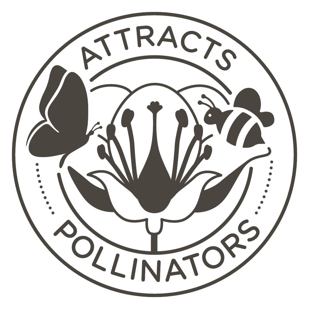 Spiraea Empire Yeti Bloomables