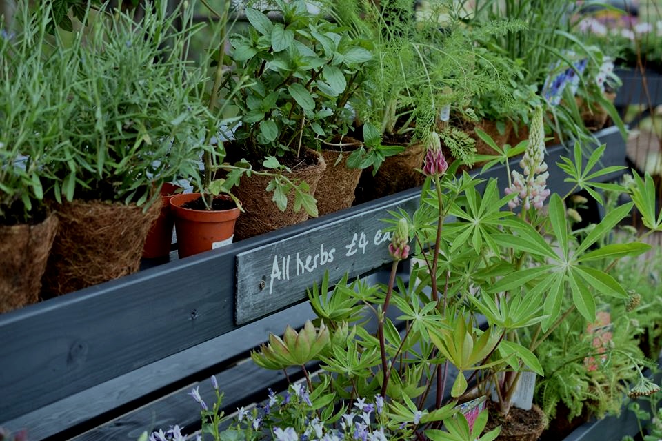 Wildbunch+Plants.jpg