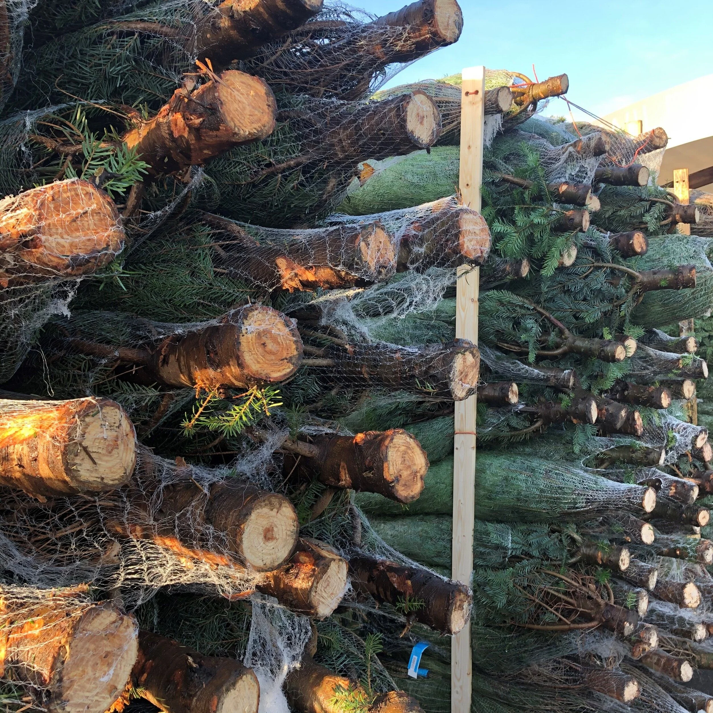 To buy a fake tree or a real tree, that is the question (at this time of year!)