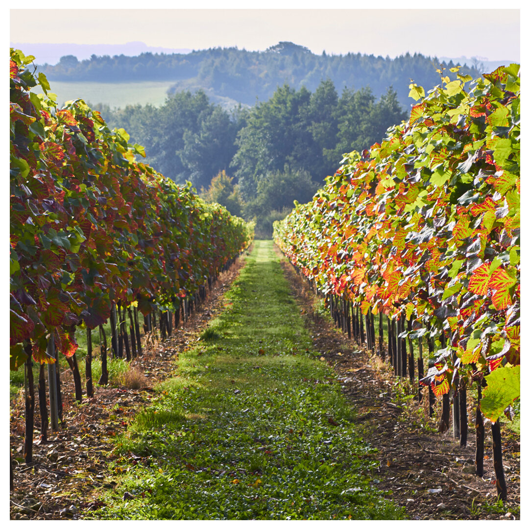 Vineyard_grid.jpg