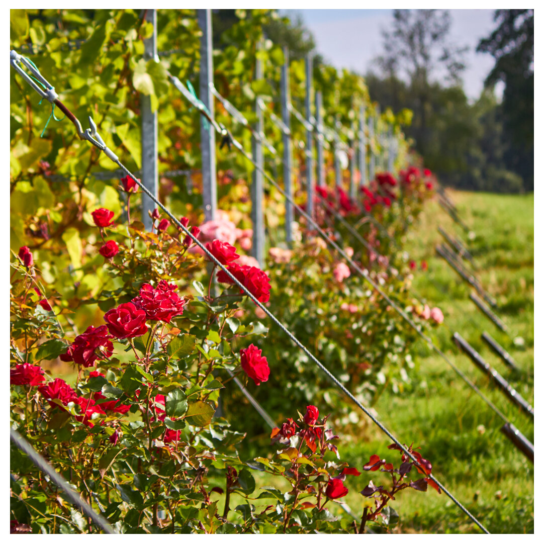 Vineyard roses_Grid.jpg