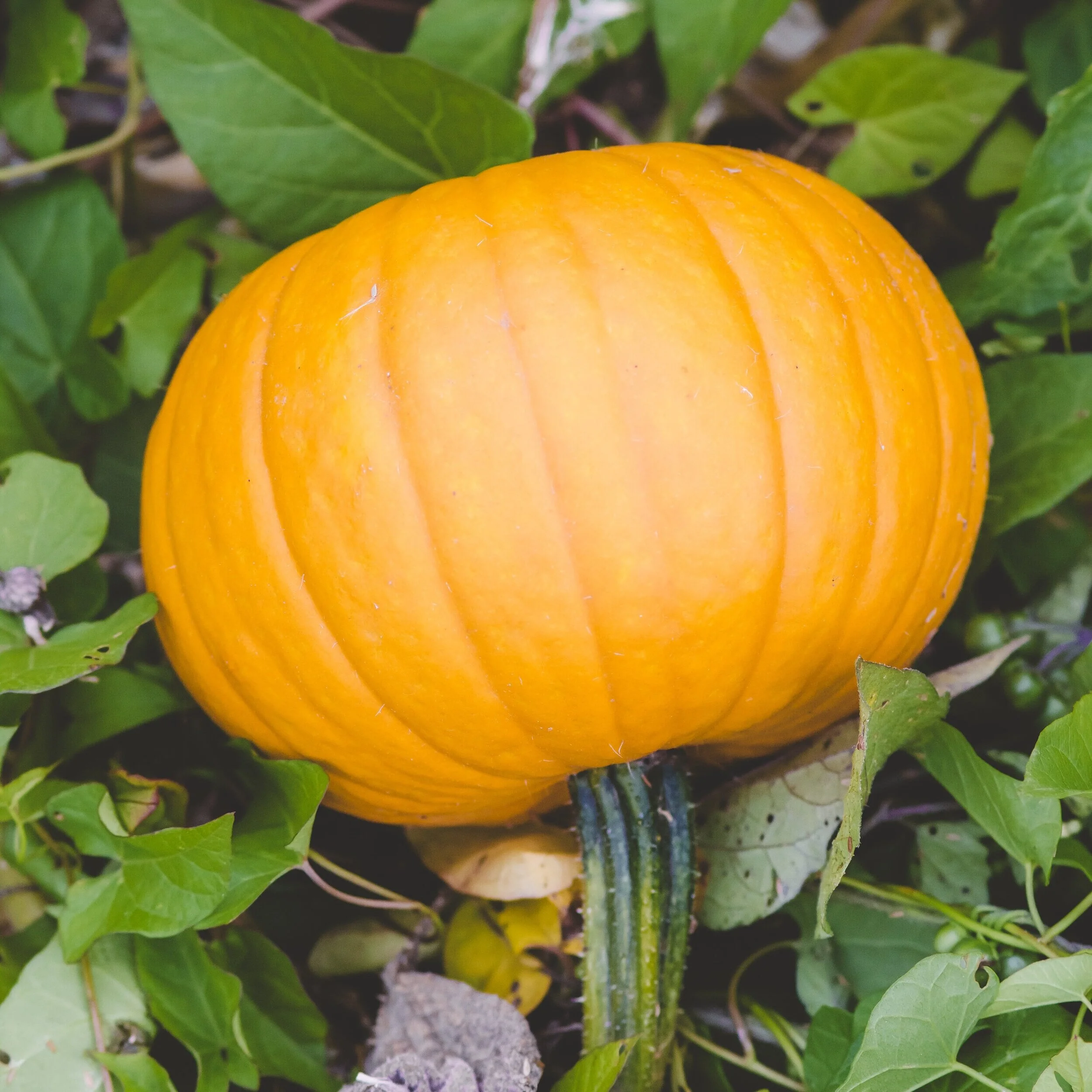 Autumn leaves &amp; pumpkins please