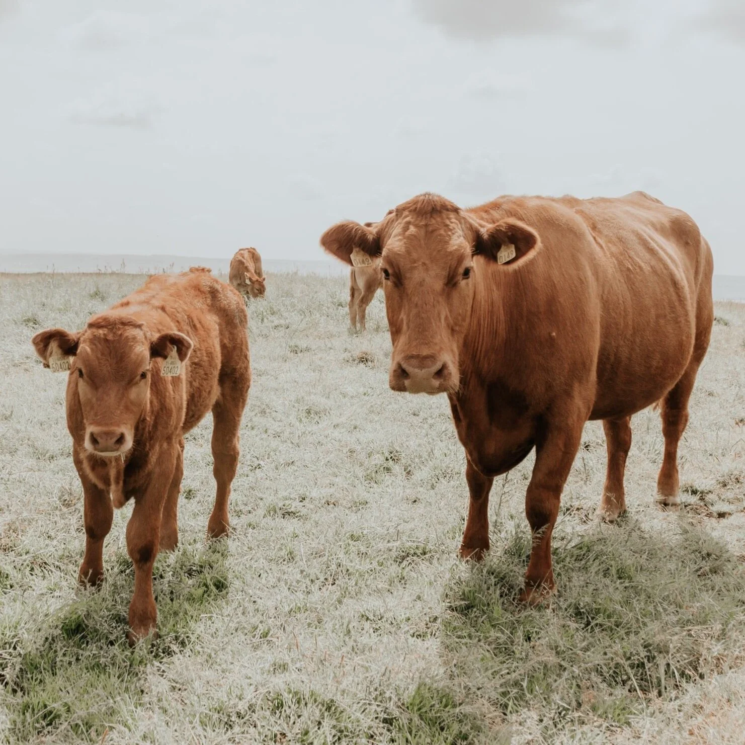 British Beef Week 2021