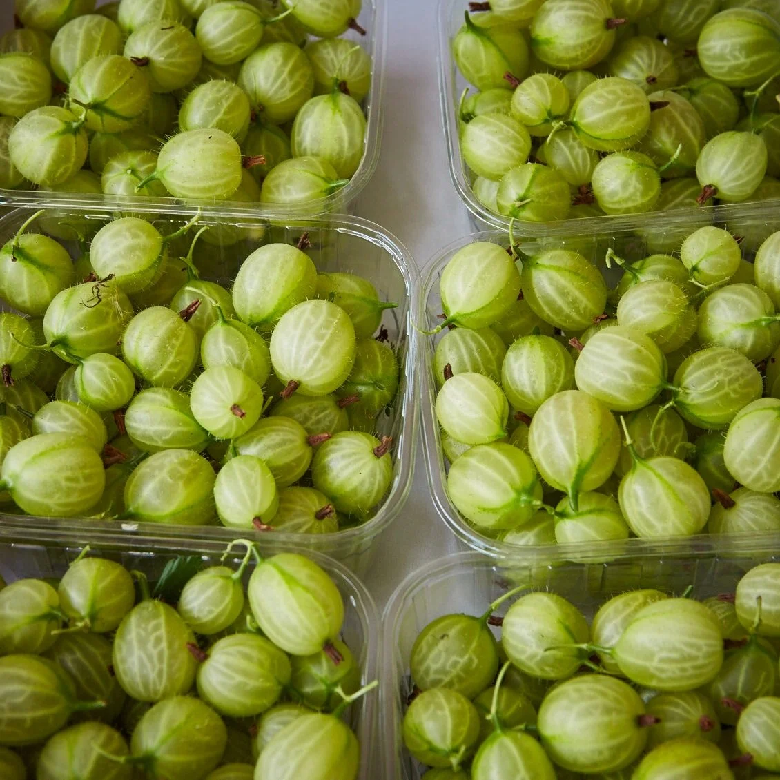 Gooseberry Picking: Cobbs Farm