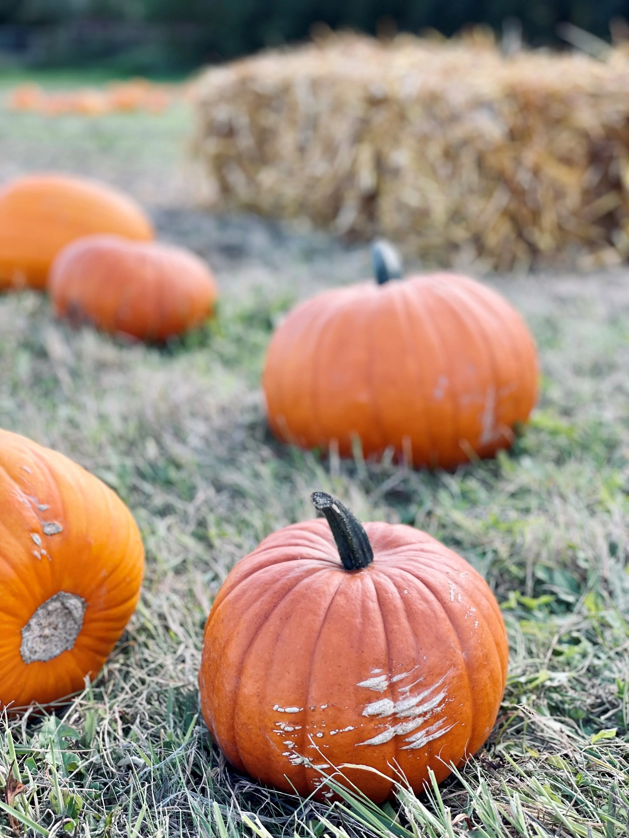 Autumn leaves &amp; pumpkins please