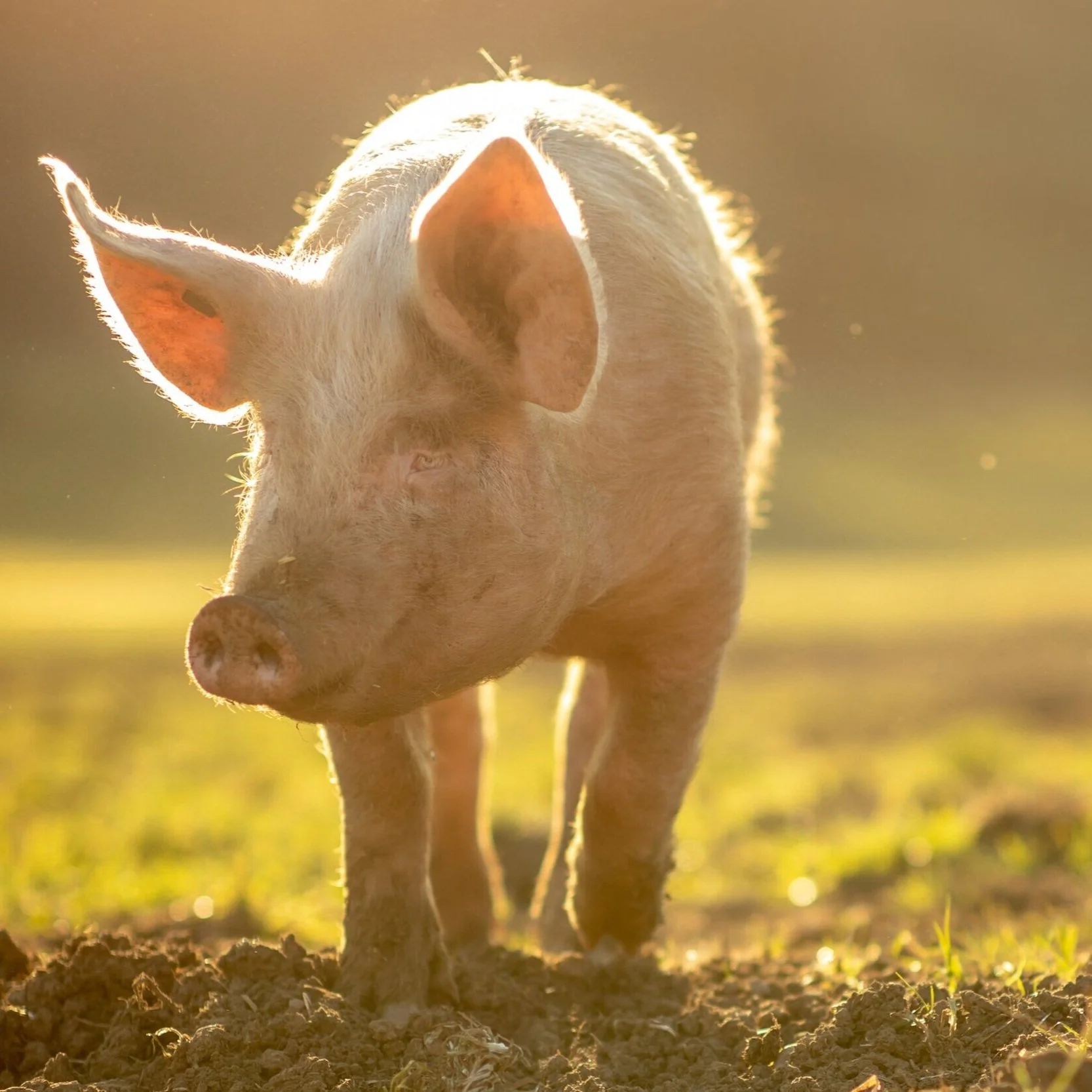 Supplier of the month: Plantation Pigs