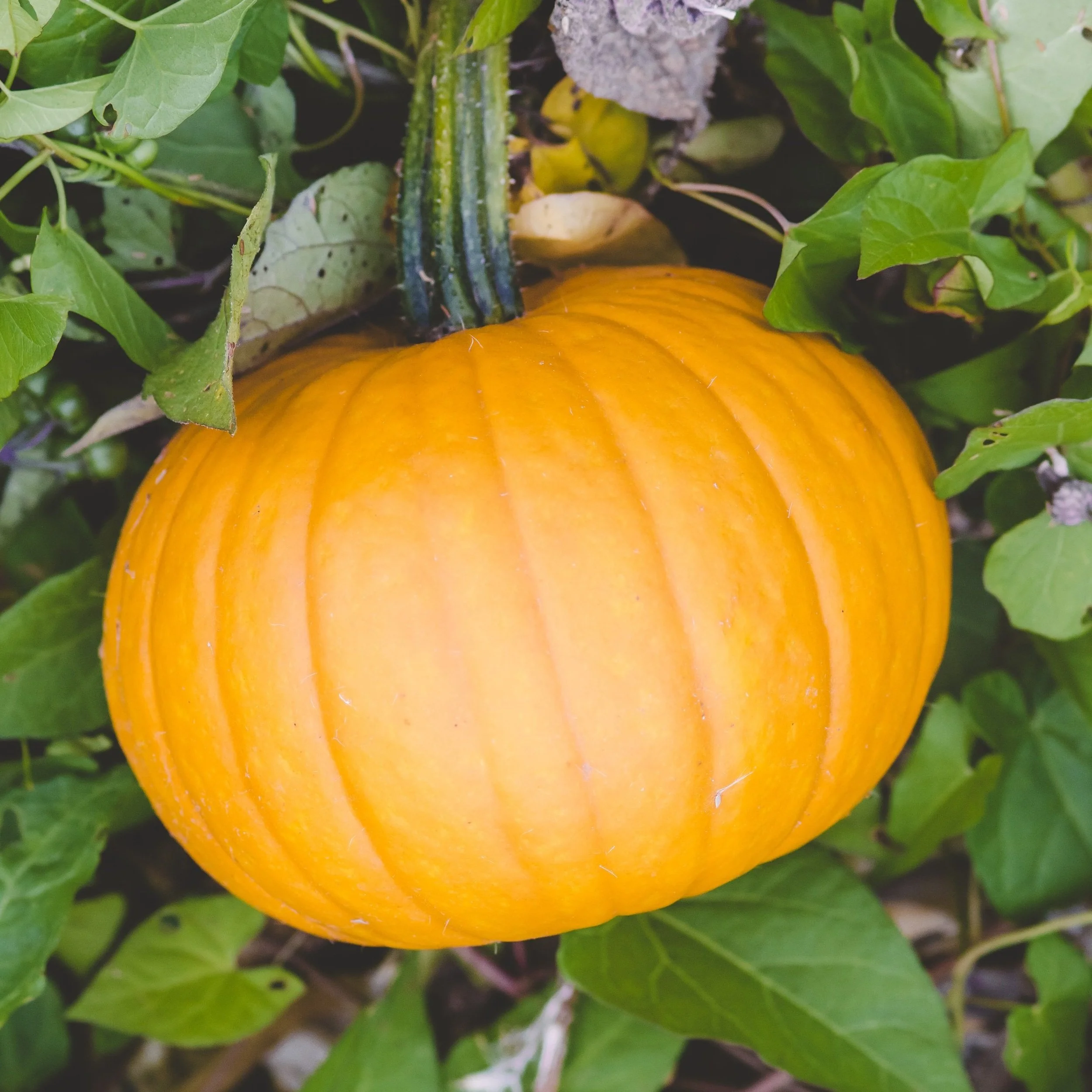 Autumn Leaves &amp; Pumpkins Please