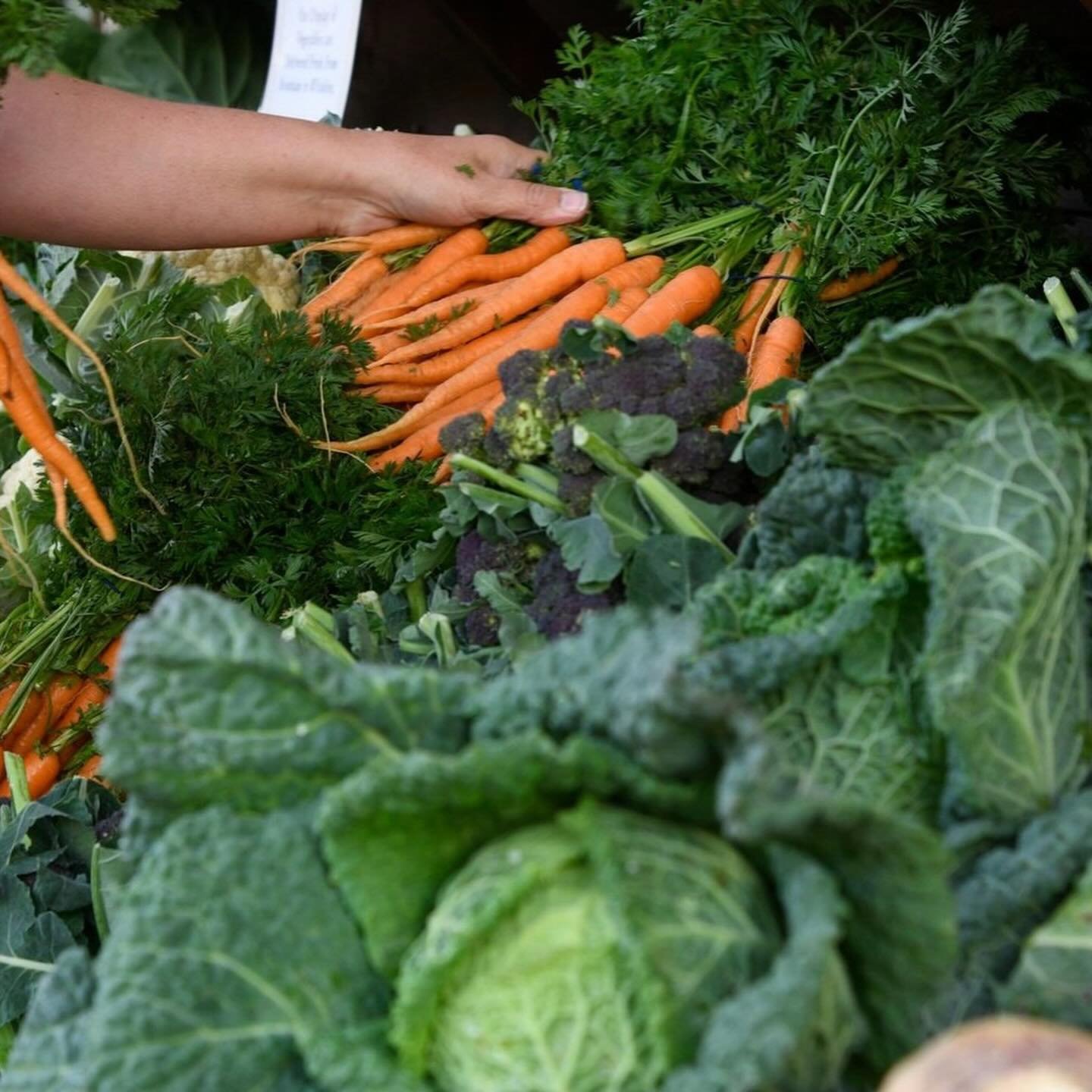 It&rsquo;s Eat Your Vegetables Day! 🥦🥕🍅
⁠
We&rsquo;re proud to offer fresh seasonal British veggies! From crunchy carrots to leafy greens, come by and choose your favourites🌽✨
 
#CobbsFarmShops #BestOfLocalAndBeyond #EatGoodFeelGoodDoGood #EatYou