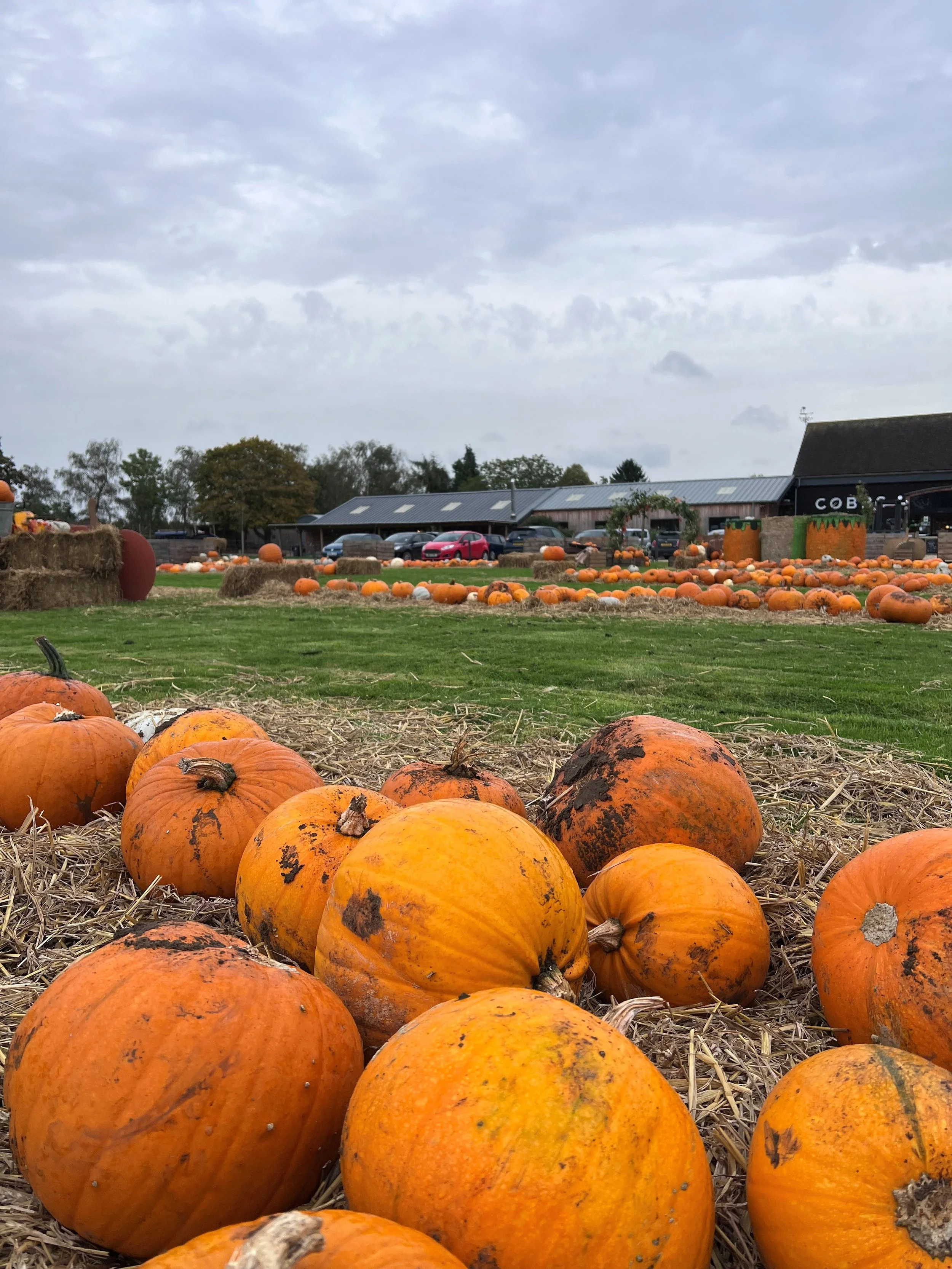 Pumpkins Stratford.jpg