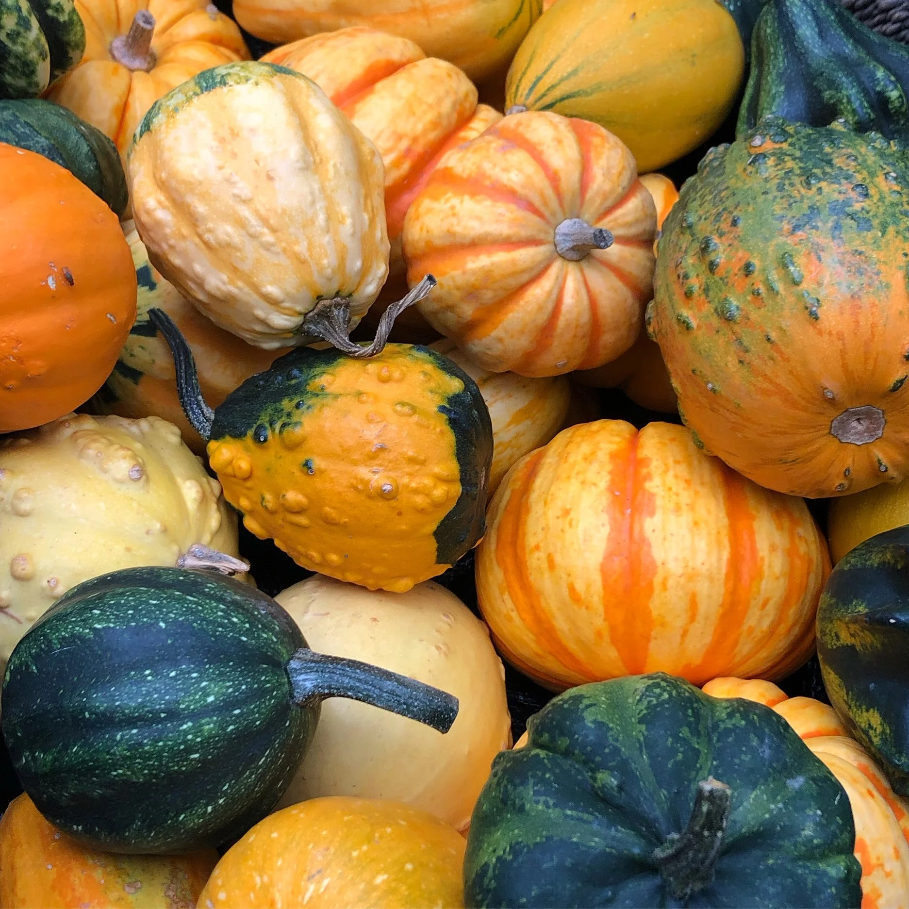 Winter Squash.jpg
